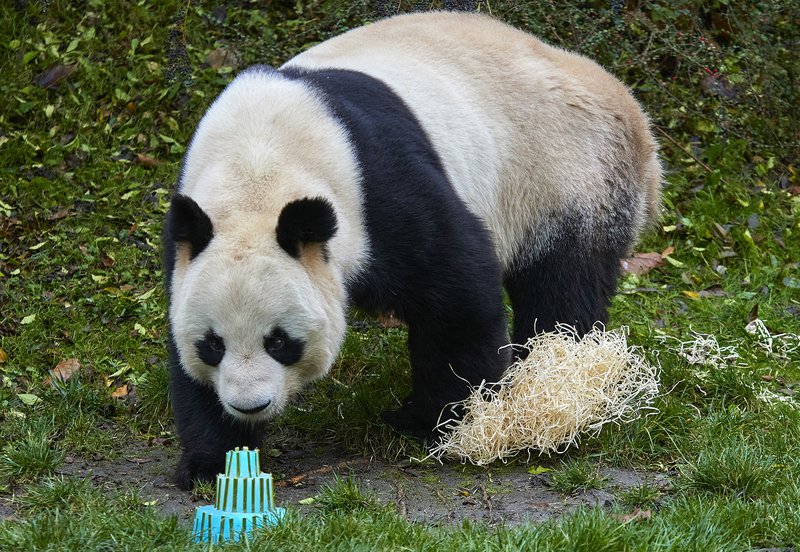 Meilleur golden panda france à France